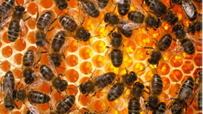 infección bacteriana que las abejas pueden transmitir a un humano