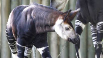 Rdc Les Okapis En Danger Bbc News Afrique