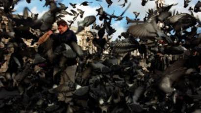 Burung Dara Balap Catat Rekor Bbc News Indonesia