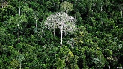 Resultado de imagen para como evitar la degradacion de bosques