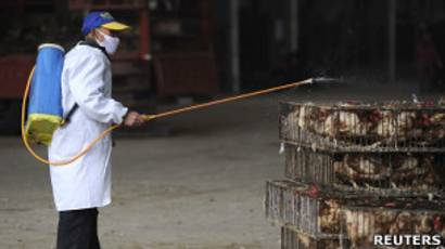Penghentian Impor Bulu Bebek Cina Untuk Cegah Flu Burung Bbc