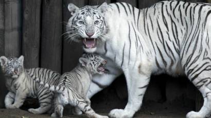 Se Descifra El Misterio Genetico Del Tigre Blanco Bbc News Mundo
