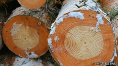 Dampak Chernobyl Pada Pohon Pinus Bbc News Indonesia