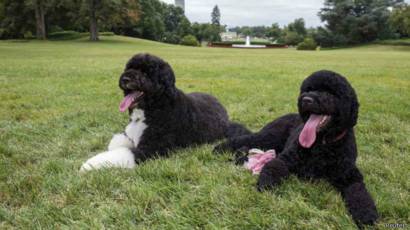 Polisi As Gagalkan Penculikan Anjing Peliharaan Presiden Obama