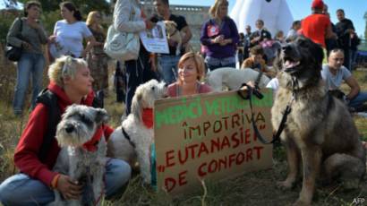 Puluhan Ribu Anjing Liar Di Romania Bisa Dibunuh Bbc News Indonesia