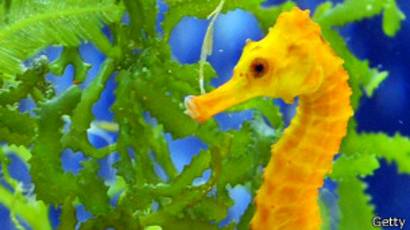 Get Wallpaper Por Que Nadan Tan Mal Los Caballitos De Mar Bbc News Mundo For Android Free