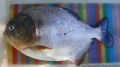 Argentina: más de 60 heridos por ataque de peces palometa - BBC News Mundo
