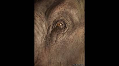 Pameran Gajah Dan Binatang Purba Bbc News Indonesia
