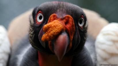 pájaro que come parásitos en el ganado