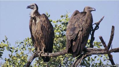 गिद्धों की कमी से खतरे की घंटी-chamatka rajasthan