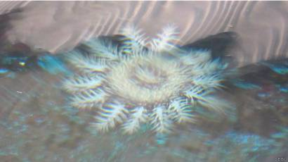 Get Wallpaper La Estrella De Mar Asesina Que Devora Los Corales Bbc News Mundo For iPhone Free