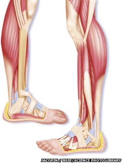 anatomia del pie y pierna
