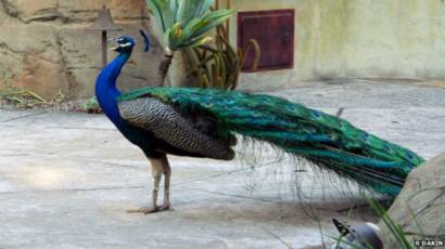 Taktik Seksual Burung Merak Lewat Suara Bbc News Indonesia