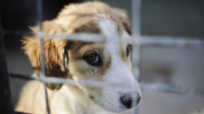perro a infecciones humanas