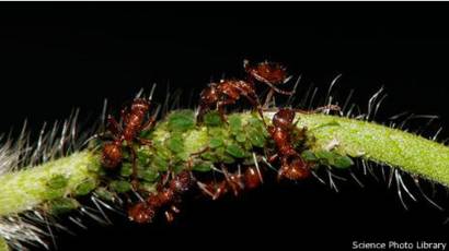 infección parasitaria expansión de la bestia
