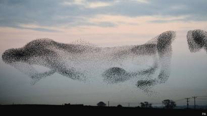 Resultado de imagen para Aves forman imágenes con sus danzas en los cielos de isarael