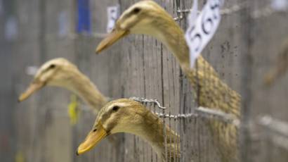 Kasus Flu Burung Ditemukan Di Inggris Bbc News Indonesia