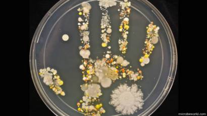 Así son realmente las bacterias de una mano sin lavar - BBC News Mundo