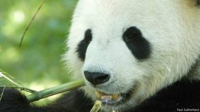 Bambu Tidak Cocok Untuk Usus Panda Raksasa Bbc News Indonesia