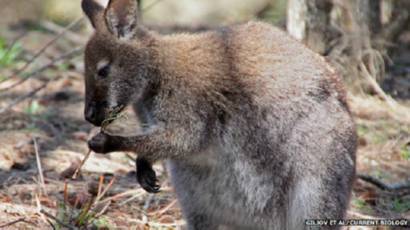 Sebagian Besar Kanguru Kidal Bbc News Indonesia