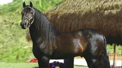 Los Caballos Criollos Colombianos Que Conquistan La Capital