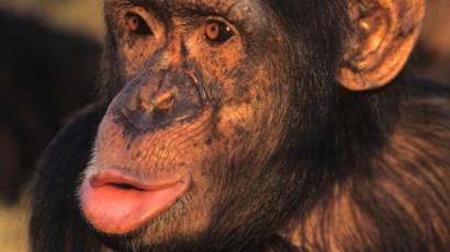 Apakah Ada Hewan Yang Dapat Berbicara Dan Menggunakan Bahasa