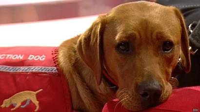 Perro de próstata de 8 años 1
