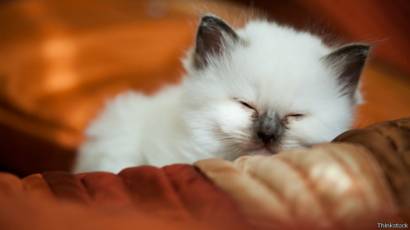 Misteri Mimpi Hewan Ketika Mereka Tidur Bbc News Indonesia