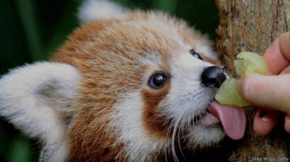 Hewan Hewan Ini Akan Menceriakan Hari Anda Bbc News Indonesia