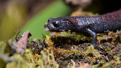 Disangka Punah Salamander Muncul Lagi Bbc News Indonesia