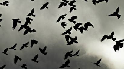Gagak Burung Yang Takut Akan Kematian Bbc News Indonesia