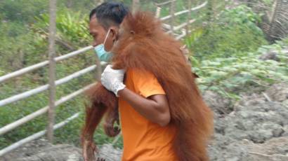 Trensosial Nasib Pilu 14 Orang Utan Yang Diselamatkan Dari