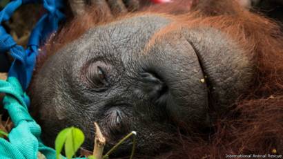 Trensosial Nasib Pilu 14 Orang Utan Yang Diselamatkan Dari