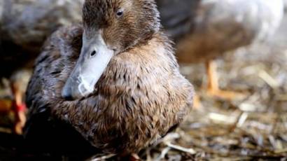 Racun Timbal Bunuh 100 000 Burung Setiap Tahunnya Bbc News Indonesia