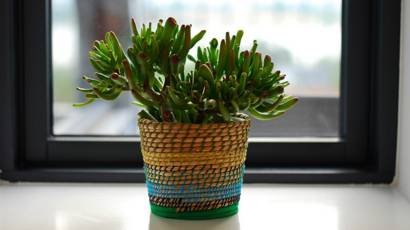 5 Plantas Que La Nasa Recomienda Para Purificar El Aire De Tu Casa