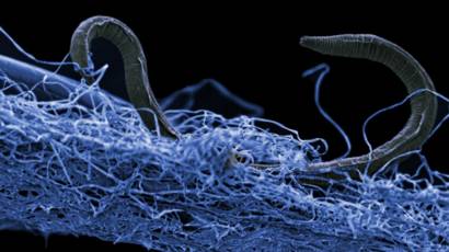 Conoce Las Bestias De Las Profundidades De La Tierra Bbc News Mundo
