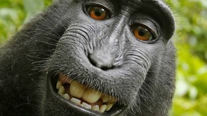 Pengadilan As Tolak Hak Cipta Monyet Selfie Sulawesi Bbc News