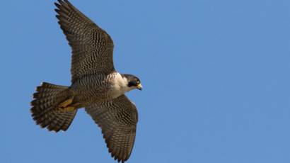 Burung Burung Di Alam Yang Saling Menipu Bbc News Indonesia