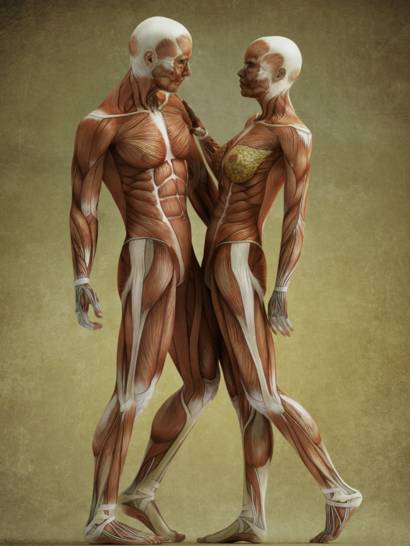 partes que forman los musculos del brazo