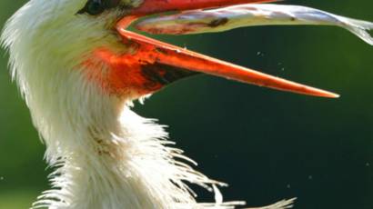 Burung Burung Yang Hidup Dari Memakan Sampah Bbc News Indonesia
