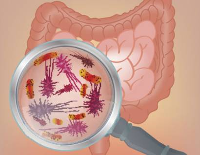 bacterias del intestino