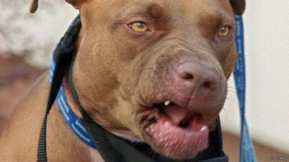 Polisi Inggris Tangkap 5 000 Anjing Berbahaya Bbc News Indonesia