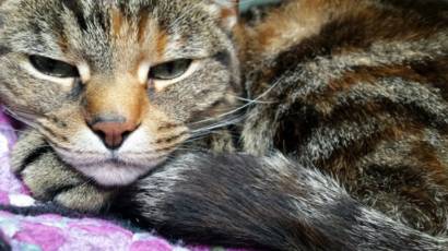 qué hacer cuando el gato tiene gusanos