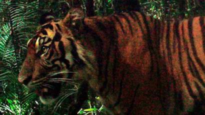 Binatang Langka Dan Terancam Punah Yang Tertangkap Kamera Di