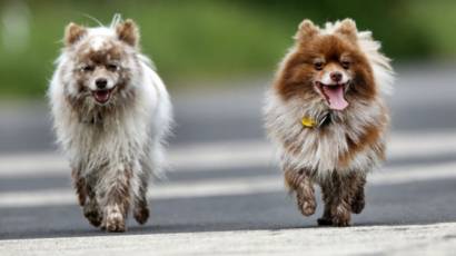 Petunjuk Pengobatan Tumor Otak Ditemukan Pada Anjing Bbc News