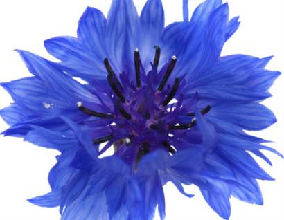definicion de azul aciano