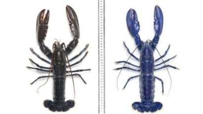 Get Wallpaper El Excepcional Hallazgo De Dos Langostas Azules Bbc News Mundo For Android Free