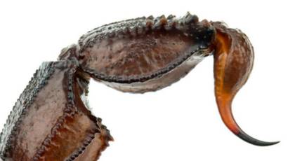 Hewan Hewan Dengan Sengat Paling Mematikan Bbc News Indonesia