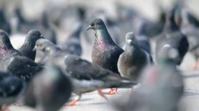 Bagi Merpati Kepastian Lebih Penting Dibanding Makanan Bbc News
