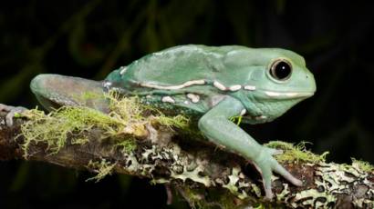 هذه الكائنات يمكنها أن تعيش من دون ماء لسنوات Bbc News Arabic